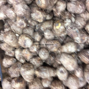 ARBI INDIAN - 1LB | (10-12 pcs approx.)