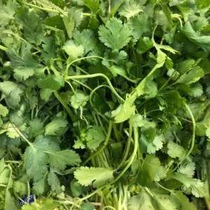 CORIANDER BUNCH