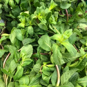MINT-PODINA bunch