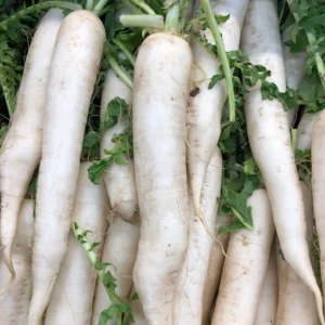 RADISH LARGE (MOOLI) DAIKON each