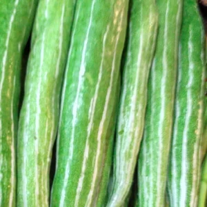 SNAKE GOURD - 1lb | (1-2 pcs approx)